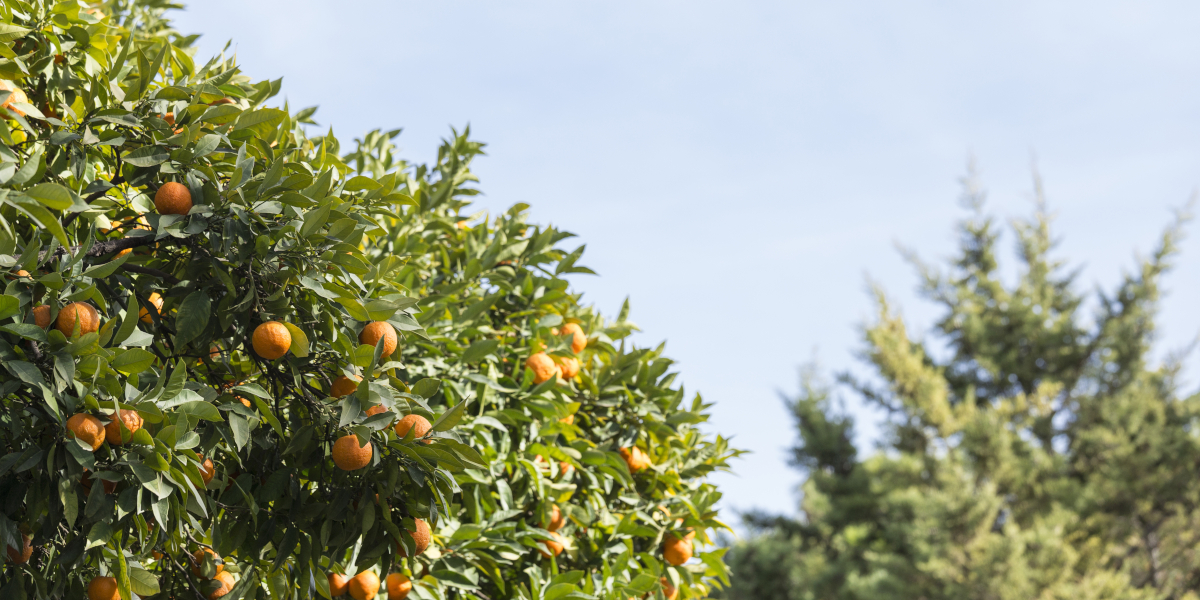 Taille des arbres fruitiers