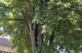 Taille d’un géant tilleul 