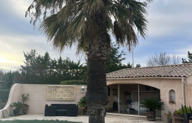  Abattage deux Washingtonia filifera  Chantier réaliser à castres 
